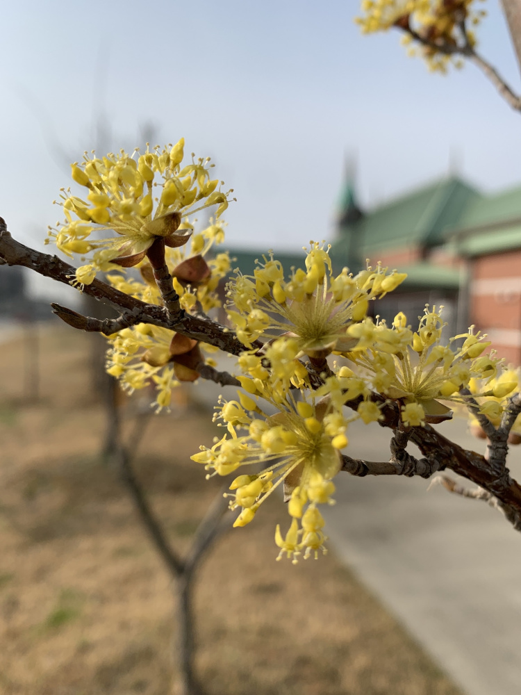 山茱萸的花